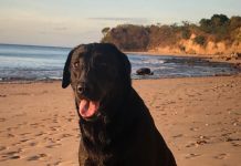 Le refuge de Gueules d’Amour dévasté