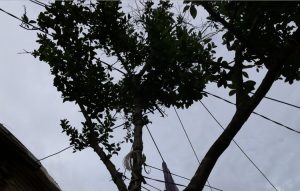EDM, Mayotte, électrification urbaine