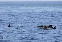 Des cachalots nains observés dans le lagon de Mayotte Cachalots nains, Mayotte