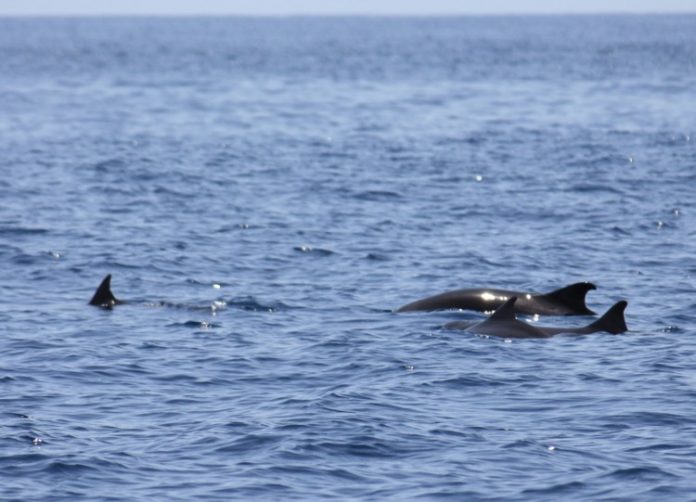 Cachalots nains, Mayotte