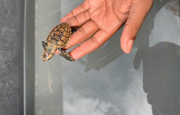 Tortue Caouanne, Mayotte