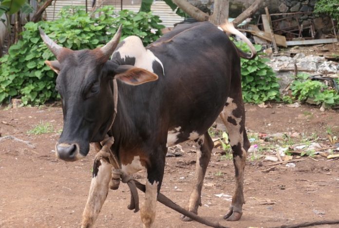 Leptospirose, santé publique France, Mayotte