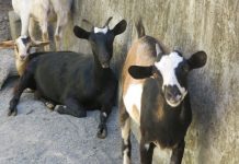 À Mtsamboro, la mairie siffle la fin de la récré pour les animaux errants