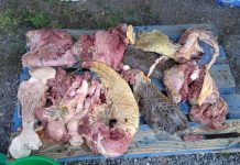 Contrôlés par la PAF, ils transportaient près de 50kg de viande de tortue