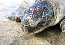 Bouéni : une tortue euthanasiée après une tentative de braconnage