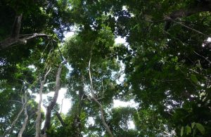 Réserve nationale des forêts, ONF, Mayotte, Lecornu