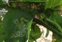 Création du Réseau d’Epidémiosurveillance Mahorais, pour mieux soigner les végétaux Agriculture, Epidémiosurveillance, Mayotte, DAAF