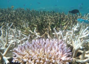 Ifrecor, corail, Mayotte