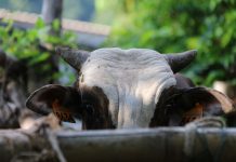 Agriculture : la CCSud veut prendre le zébu par les cornes