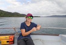 Une thèse étudie l’impact du nouveau volcan sur les nids de tortues