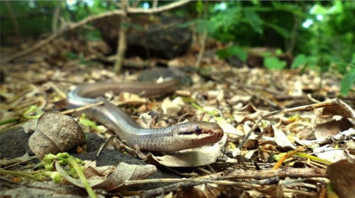 Couleuvre, Mayotte, UICN, CNPN