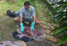 Prison pas très ferme pour les braconniers de tortue