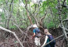 Protection des oiseaux, études des mangroves, le Gepomay cherche des bénévoles