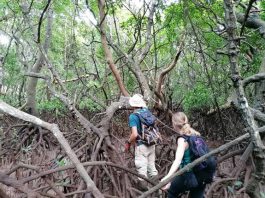Protection des oiseaux, études des mangroves, le Gepomay cherche des bénévoles