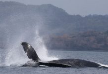Les baleines sont arrivées : ce qu’il faut savoir avant d’aller les observer