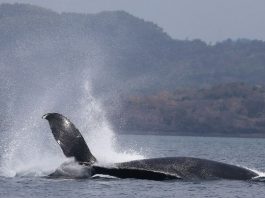 Les baleines sont arrivées : ce qu’il faut savoir avant d’aller les observer