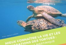 Café Naturalistes : conférence sur les migrations des tortues marines