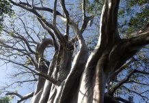 Congrès mondial de la nature UICN : lancement d’un compteur de la biodiversité ultramarine UICN, IFRECOR, Mayotte