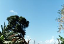 Dix contrôles pour travail dissimulés dans le secteur agricole OLCTI, EUROPOL, CODAF, Mayotte