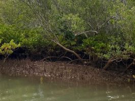 Etudes scientifiques : après le volcan de Mayotte, sa mangrove Mangrove, CUFR, Mayotte