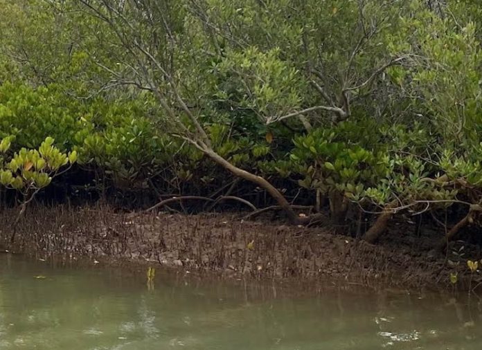 Mangrove, CUFR, Mayotte